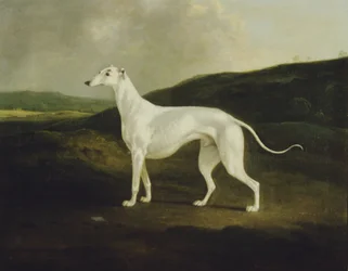 Een Windhond in een Landschap