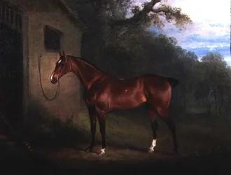 Portret van een Bay Hunter Vastgebonden aan een Stal