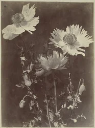 Bloemstilleven met papavers