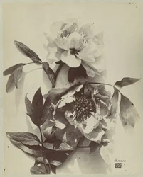 Bloemstilleven met pioenrozen
