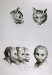 Overeenkomsten tussen het hoofd van een kat en een man, uit 