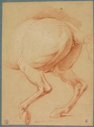 De achterbenen van een paard