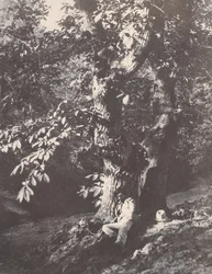 Man liggend aan de voet van een kastanjeboom, 1850-53