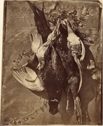 [Stilleven van wildvogel met veren].