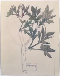 Vlier, Walberswick, 1915