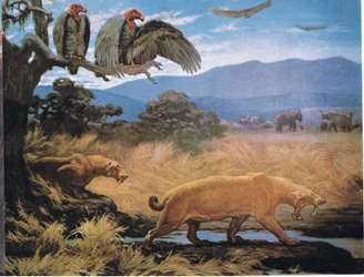 Sabeltandkatten