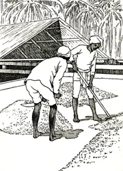 Het drogen van de cacao