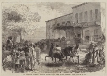 De Abessijnse Expeditie, Transportofficieren kopen Muilezels tegenover Shepheard