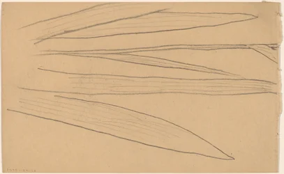 Studie van een Bloem (verso)