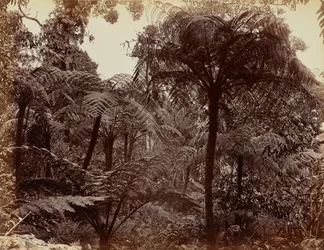 Hakgala tuinen, Nuwara Eliya