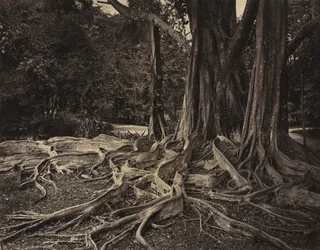 Rubberboom, Assam, India Ficus Elastica