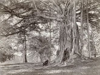 Een heer zittend onder een grote inheemse boom in Brits Ceylon, nu Sri Lanka, 1880s