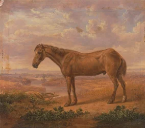 Old Billy, een trekpaard, 62 jaar oud