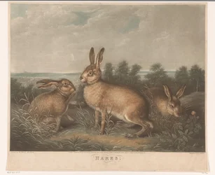 Drie hazen