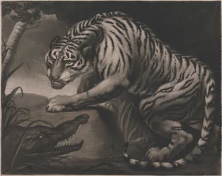 Tijger en Krokodil