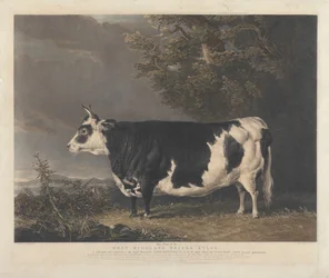 West Highland-vaars Kyloe