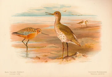 Barstaartgodwit Limosa rufa, gewone ruiter Totanus, 1900, 1900