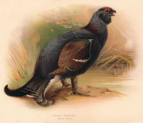 Korhoen Tetrau tetrix, 1900, 1900