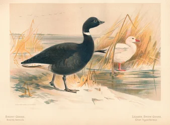 Brandgans Branta bernicla, Kleine sneeuwgans Chen hyperboreus, 1900