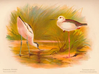 Kluut Recurvirostra avocetta, Steltkluut Himantopus melanopterus