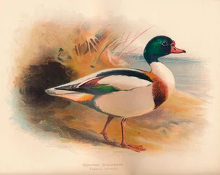 Bergeend Tadorna cornuta, 1900