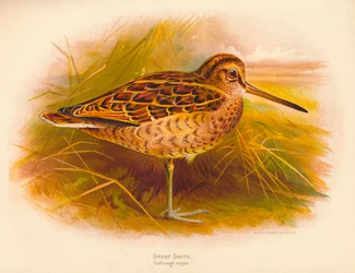 Grote Snip Gallinago major, 1900