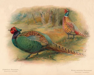 Japanse fazant Phasaianus versicolor, Ringnekfazant Phasaianus torquatus, 1900, 190