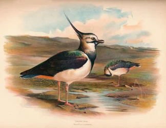 Kievit Vanellus cristacus, 1900