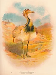 Macqueens trap Houbara macqueeni, 1900