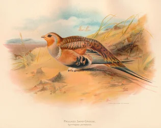 Pallass Zandhoen Syrrhaptes paradoxus, 1900