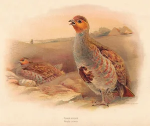 Patrijs Perdix cinerea, 1900