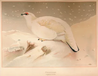 Sneeuwhoen Lagopus mutus