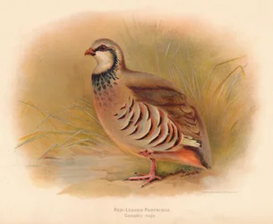 Roodpootpatrijs Caccabus rufa, 1900
