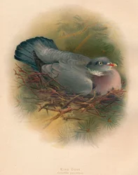 Ringduif Columbs palumbus, 1900