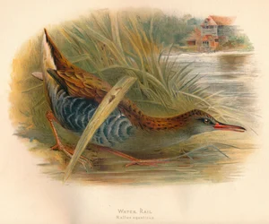 Waterral Rallus aquaticus, 1900, 1900