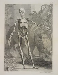 Skelet en neushoorn, Tabellen van het skelet en de spieren van het menselijk lichaam, door Bernhard Siegfried Albinus