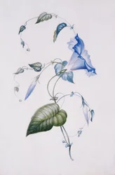 Blauwe winde, 1832