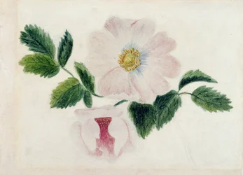 Roze rozen
