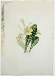 Studie van een Sleutelbloem, c.1830