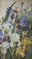 Irissen, 1882