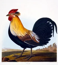 Haan (Phasianus), gegraveerd door Robert Havell, Jr, 1835