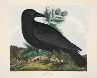 Raaf, Corvus Corai, gepubliceerd 1835, handgekleurde gravure