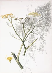 Een Botanische Studie, 1822-1845