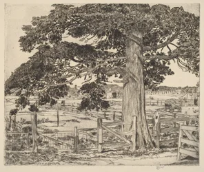 De grote ceder