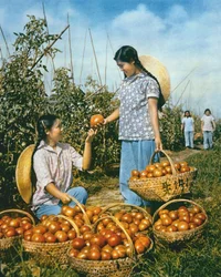 Chinese voedselproductie: rijpe tomaten