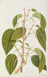 Betelblad, uit Vijfenvijftig Tekeningen van Geneeskrachtige Planten van Malakka, Deel 1, c.1805-18