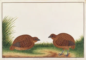 Zwarte Patrijs, uit Tekeningen van Vogels uit Malakka, ca. 1805-18