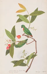 Blauwgekroonde Hangpapegaai, uit Tekeningen van Vogels uit Malakka, c.1805-18