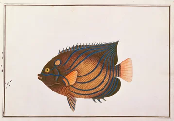 Blauwgeringde Keizersvis, uit Tekeningen van Vissen uit Malakka, c.1805-18
