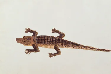 Boo-ay-ah Alligator, uit Tekeningen van Dieren, Insecten en Reptielen uit Malakka, ca. 1805-18